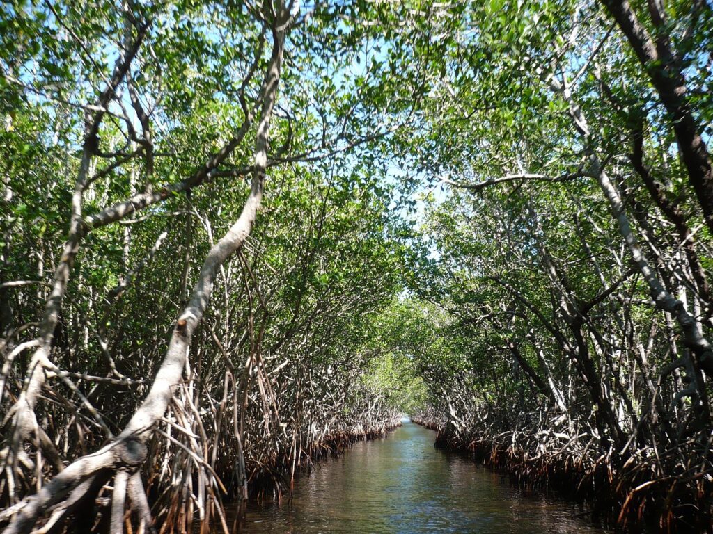 mangroves, everglades, swamps